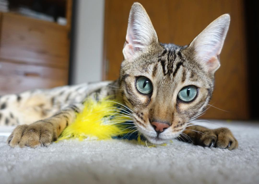 开云入口-_ATP和WTA年度总决赛：顶尖玩家最后的角逐_，atp年终总决赛冠军排名