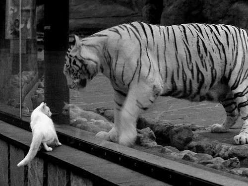 开云·体育官网APP下载-_经典对决：两个时代巨星的巅峰较量_，经典对决游戏