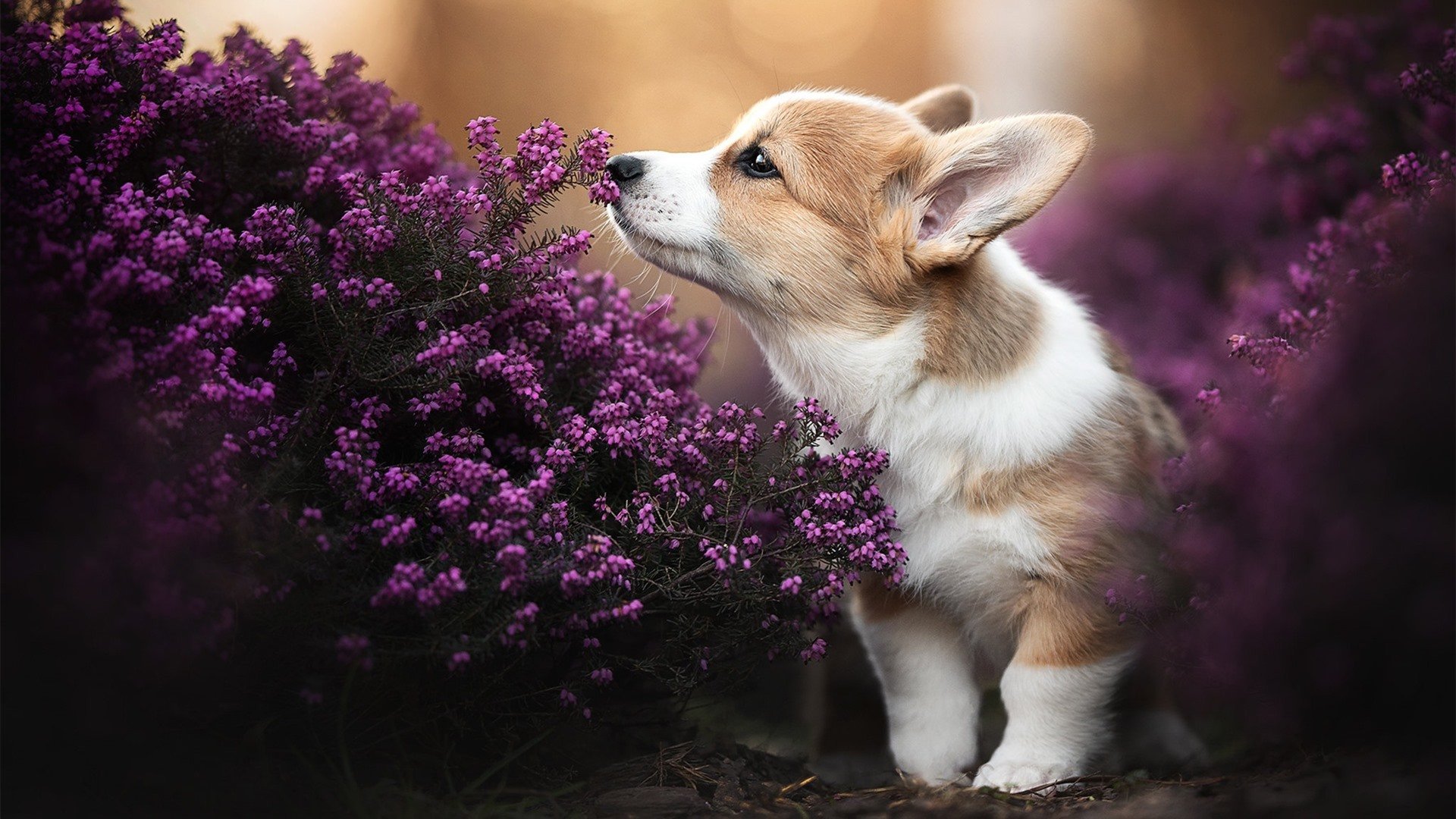 “未来之星”青少年篮球科技创新奖在北京隆重颁发,鼓励科技引领行业发展