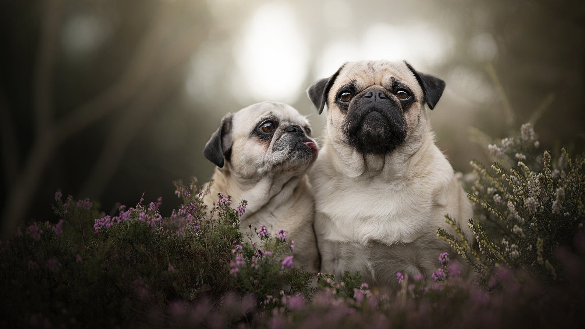 “西甲豪门纷争:积分榜领先局势渐明”,西甲豪门友谊赛