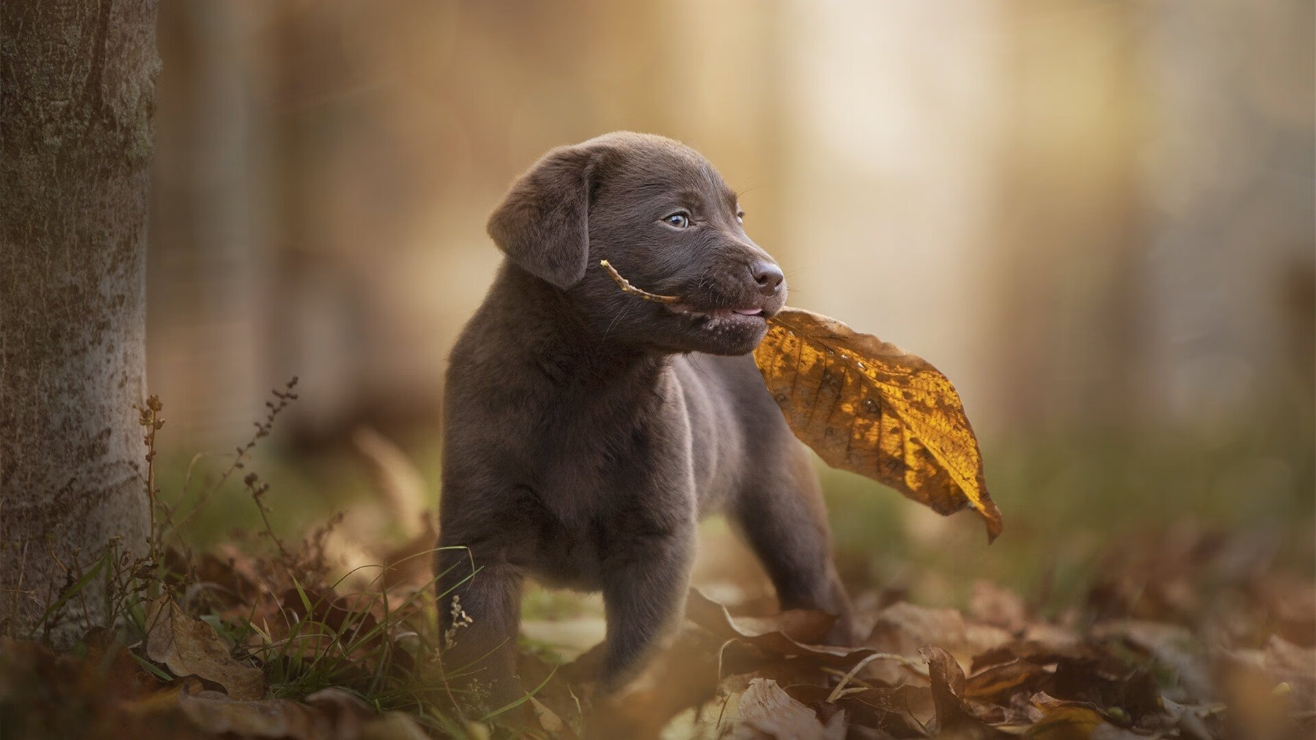 【动态裁判】未来裁判或由机器人“打理”?