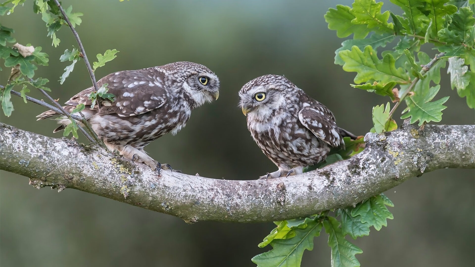 开云·Kaiyun网页版-最震撼的“绝杀”夜：谁书写了欧冠传奇？，欧冠绝杀视频