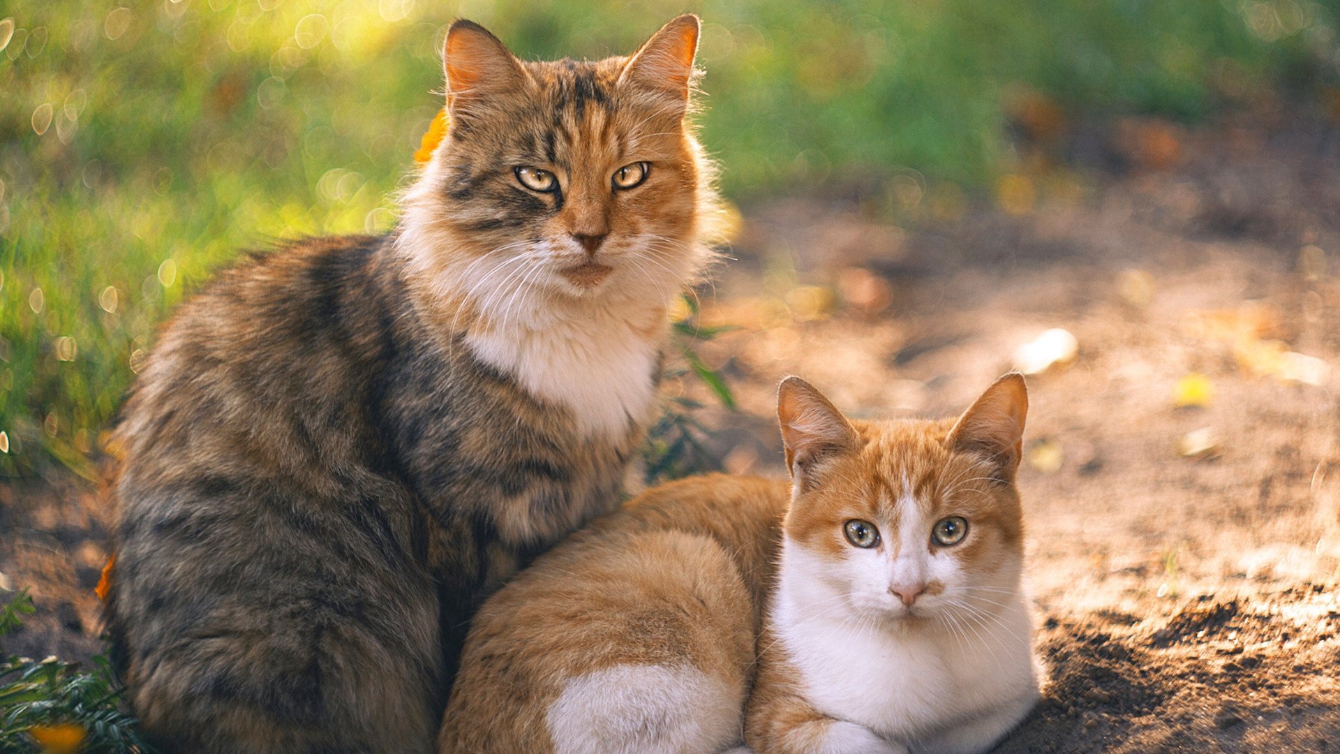 kaiyun登录入口-泰国马术协会推出马术运动员健康管理系统，关注运动员身心健康。