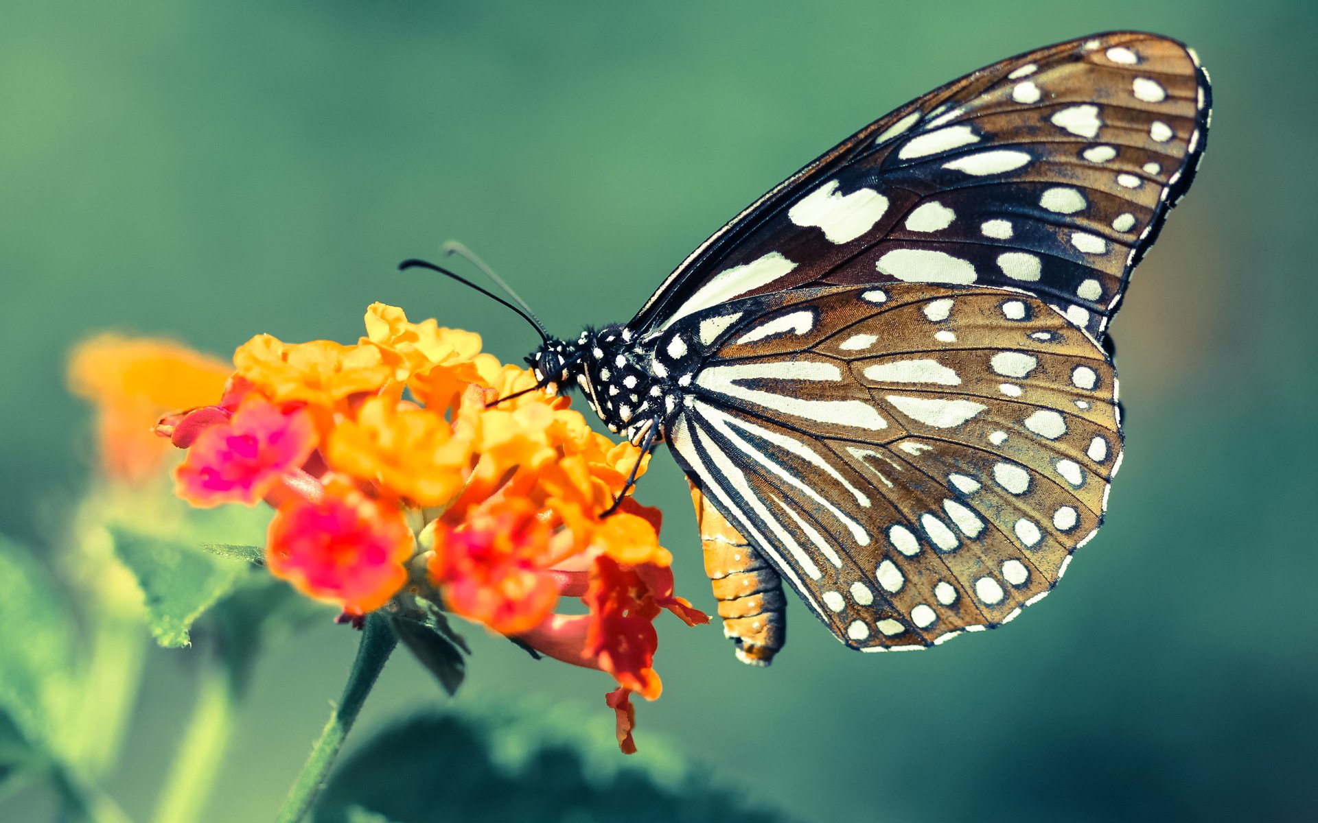 泰国骑手Natchinapha Rattanachotirat在“Princess’s Cup Thailand 2024”中赢得FEI SEA Cup冠军,展现出色表现。