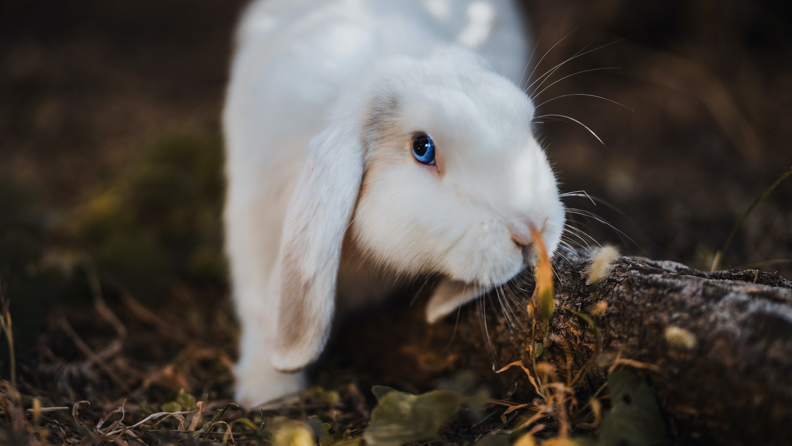KAIYUN 中国大陆-菲律宾跆拳道选手帕特里克·佩雷兹夺得首枚奖牌，社交媒体热烈祝贺。