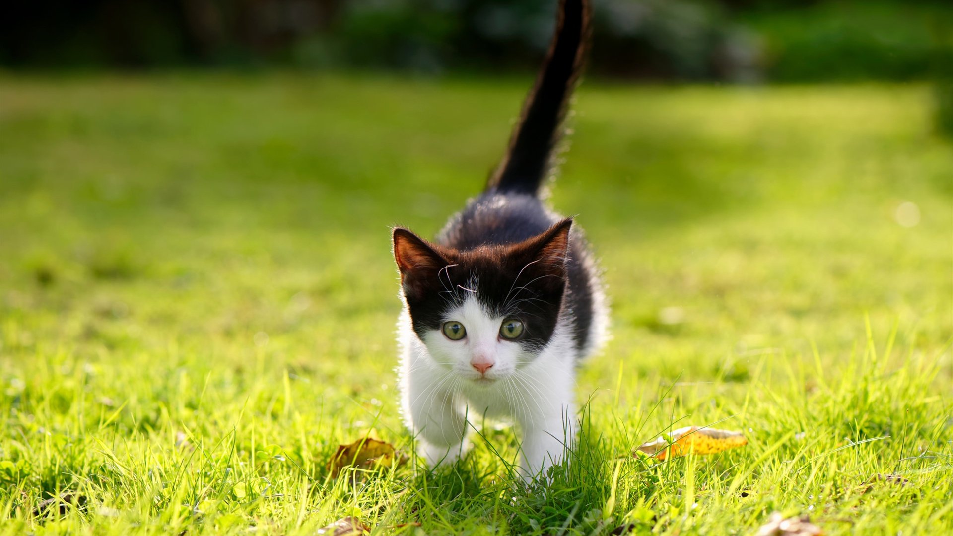 开云网站-萌新崛起！王者荣耀天梯开启新星争霸赛，王者天梯赛是什么