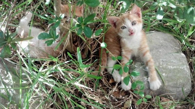 著名篮球专家评出今年联盟表现最抢眼的年轻球员,最年轻的篮球mvp