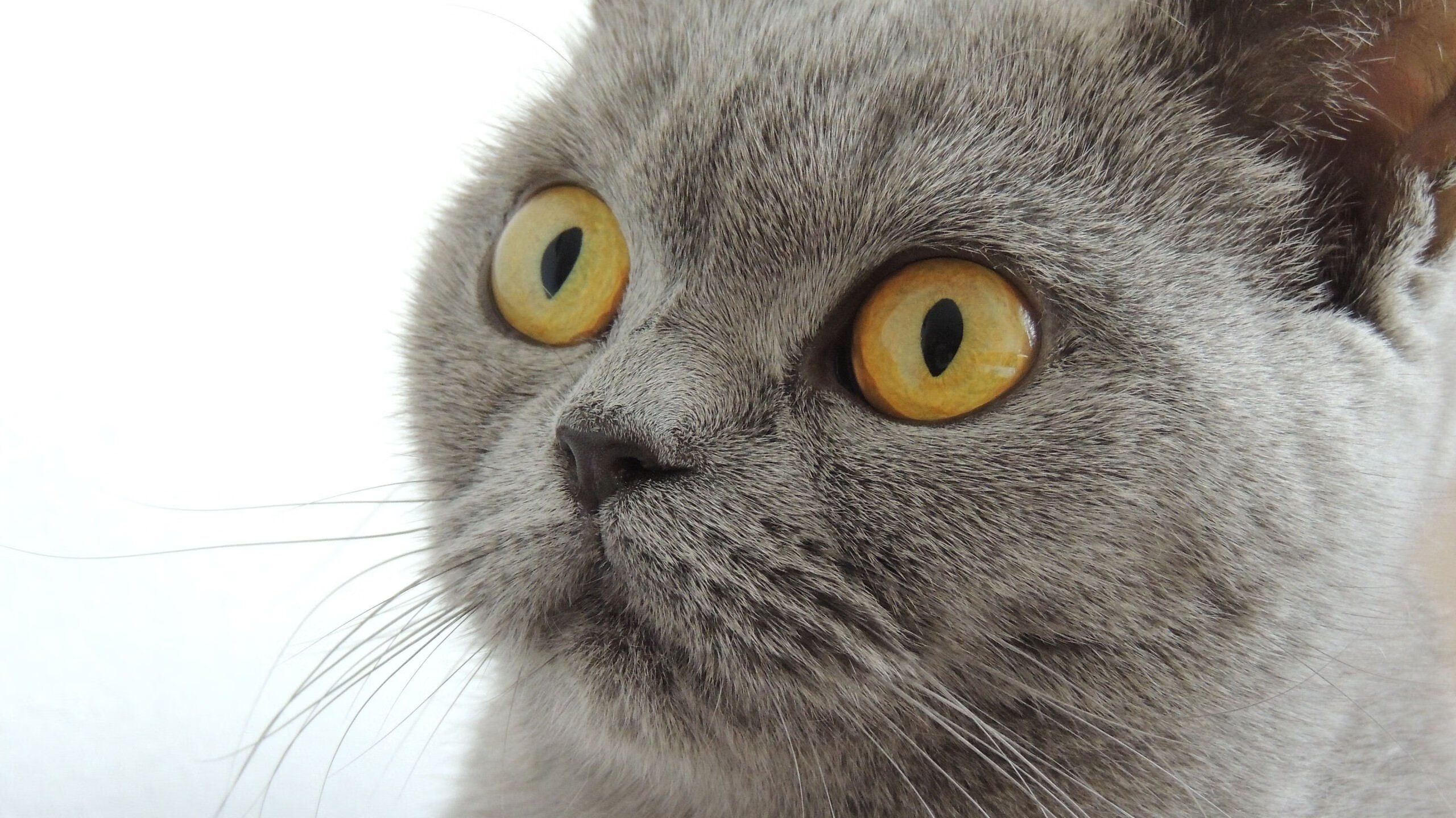 足球场馆建设标准化，行业迈向高质量发展，标准足球场建设大约需要多少钱