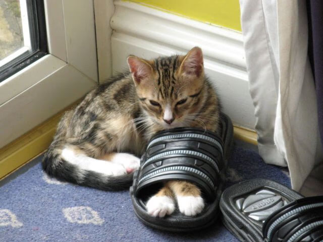 开云官网-主教练罗纳德·科曼在欧洲杯前面临伤病困扰，弗兰基·德容和库普梅纳斯等主力缺阵。