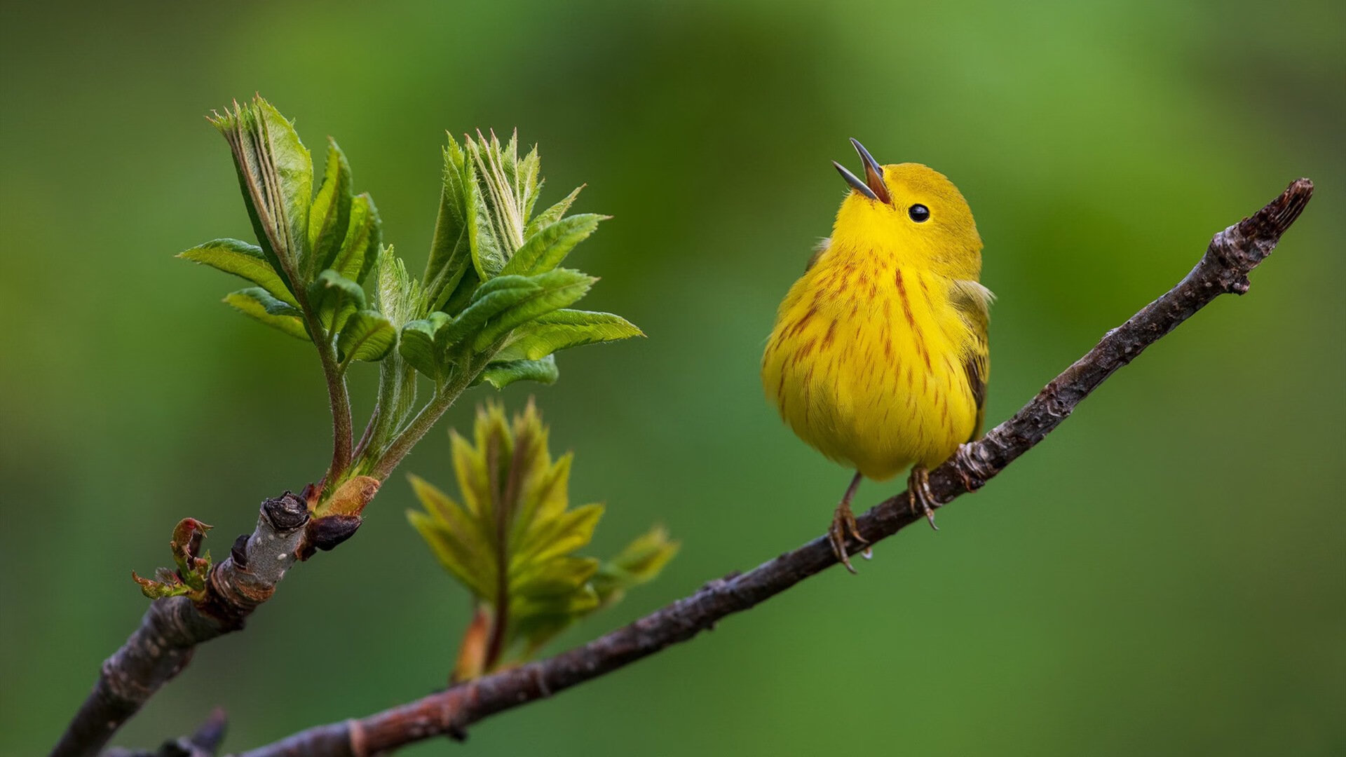 主裁权威是否因VAR系统而被弱化,主裁判可以决定var介入吗_