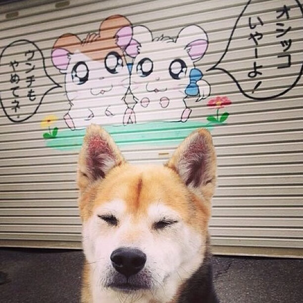 全场网球双打精英赛观赛指南，网球比赛双打规则与打法图解