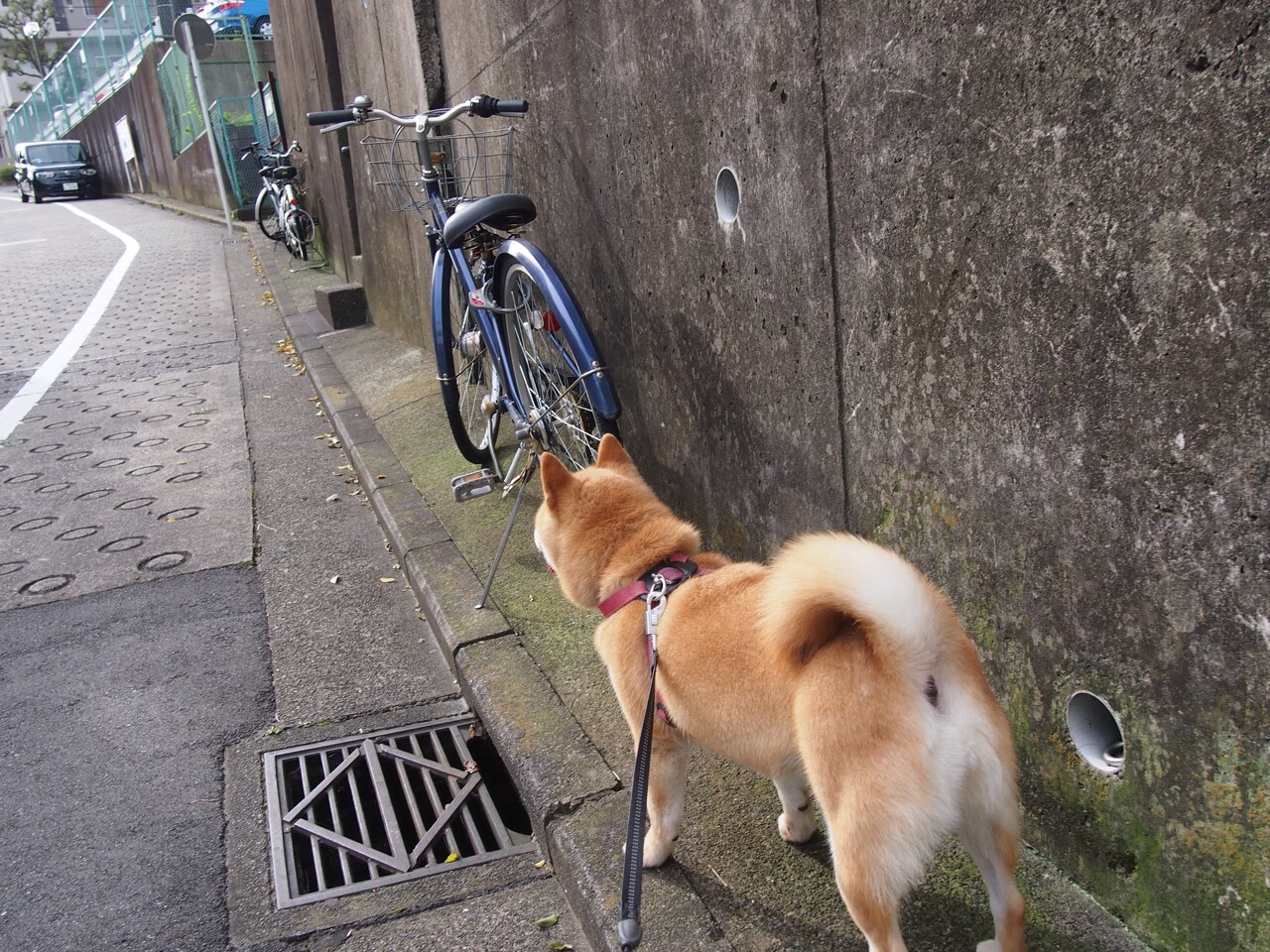 挪威以出色表现战平土耳其,保持不败纪录,挪威对土耳其历史战绩