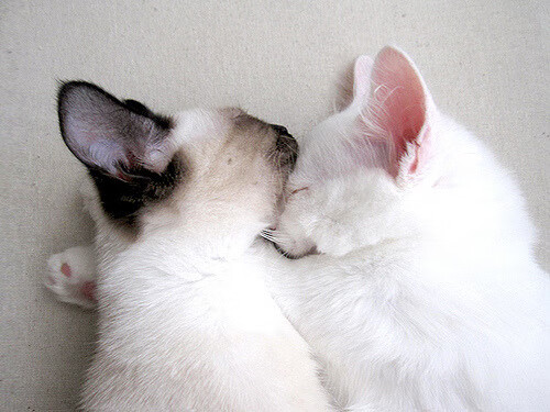 独立队战术调整见成效,《独立纵队》