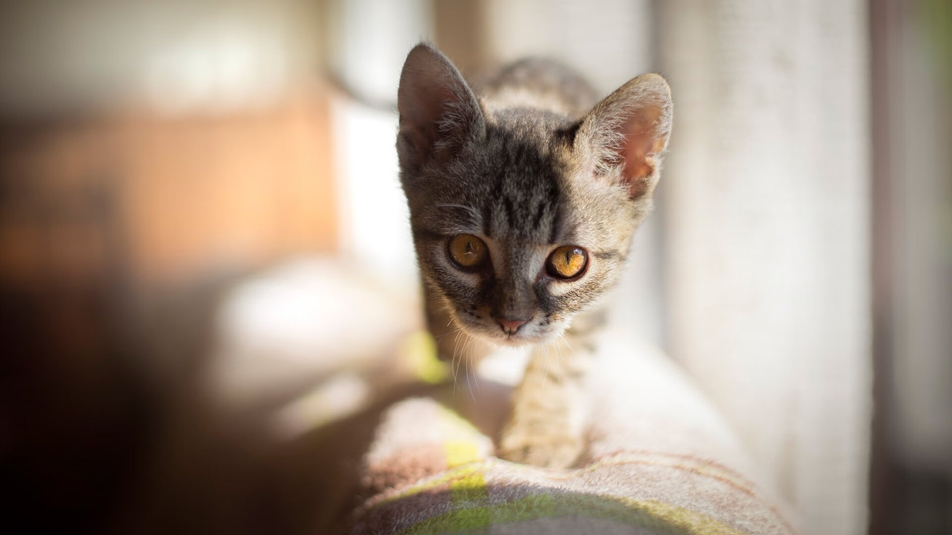 开云官网APP下载-独立队新赛季目标明确，独立队对防卫者