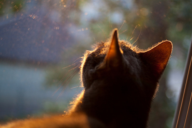 kaiyun.com-切尔西球迷热情高涨，主场氛围火爆，切尔西官方球迷会