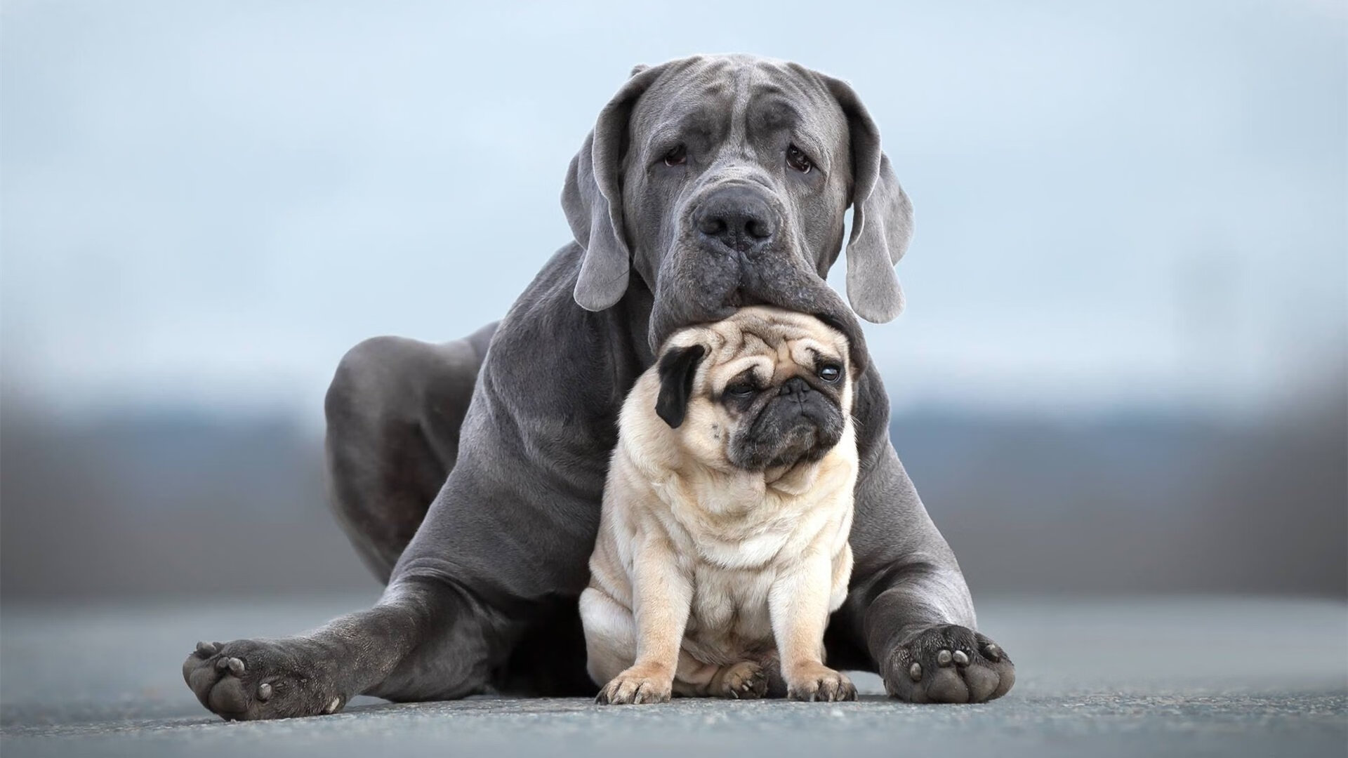 埃及赛制解析：创新机制如何助力球员成长，埃及的比赛