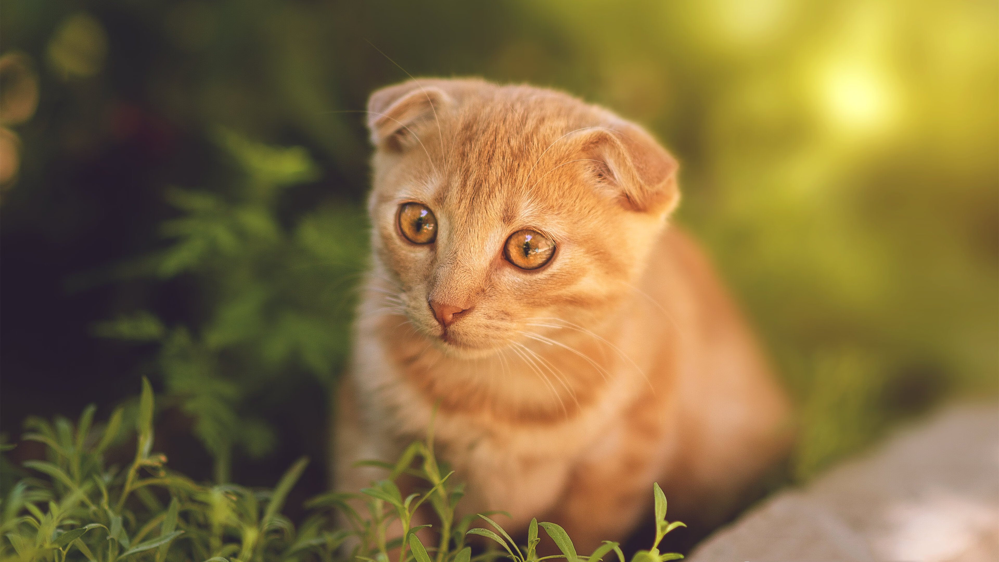 欧洲预赛激烈碰撞，意大利队与法国队争夺冲击奥运名额