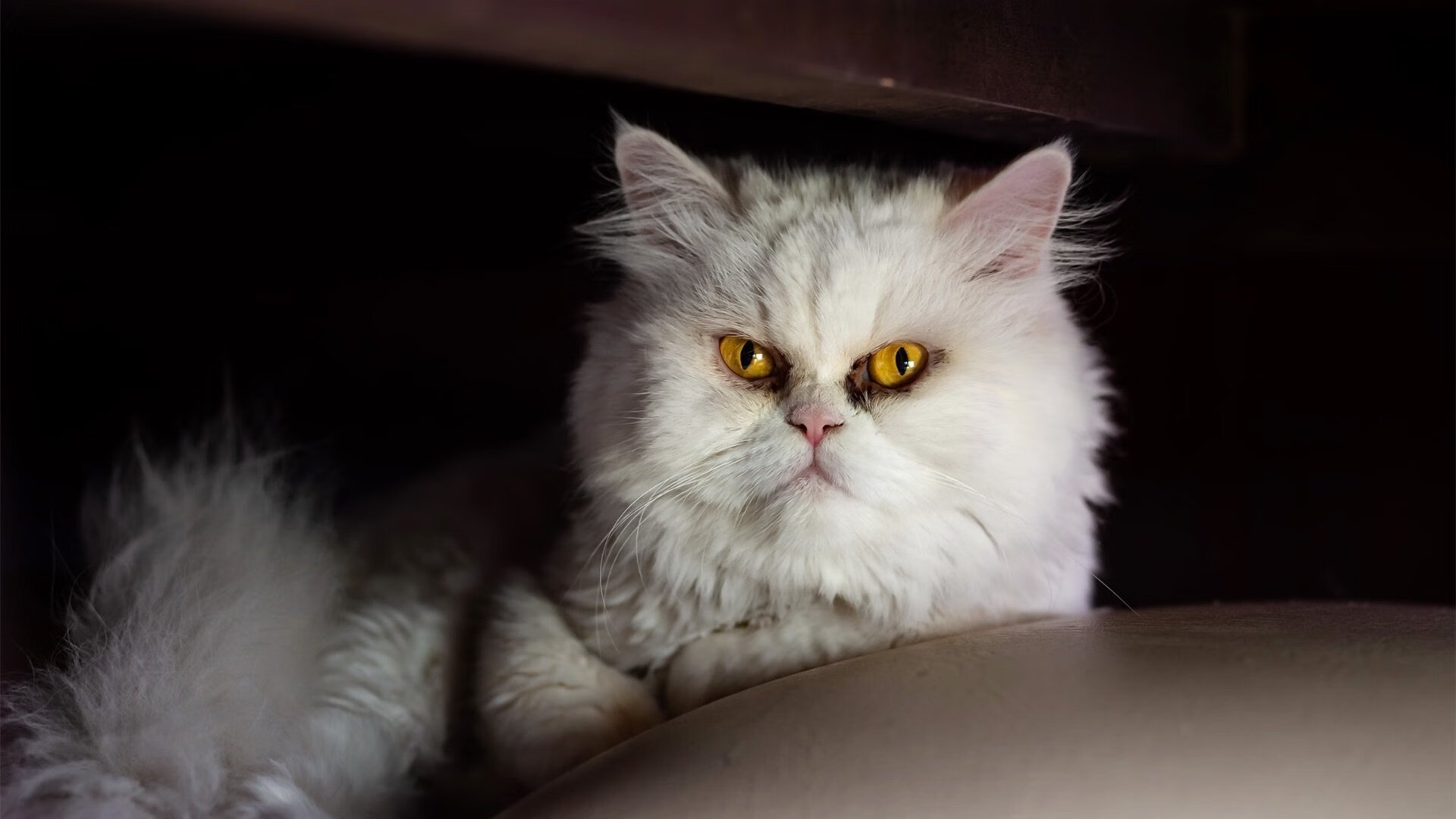 开云官方-法国橄榄球的市场化步伐加快，吸引全球品牌合作，法国橄榄球队