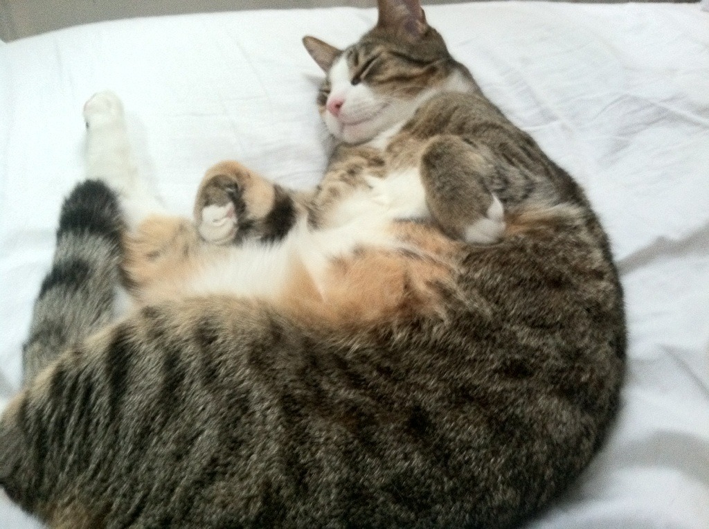 kaiyun官方网站-金牌虽少，银铜数量充足，国家整体排名稳定，金银铜 排名